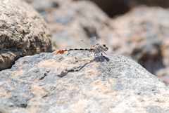 Paragomphus sinaiticus