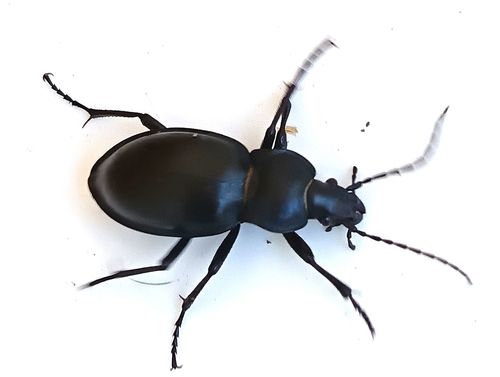 smooth ground beetle