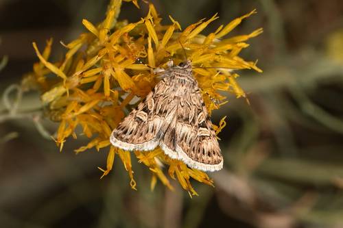 Sympistis duplex