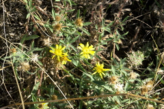 Heterotheca hirsuta