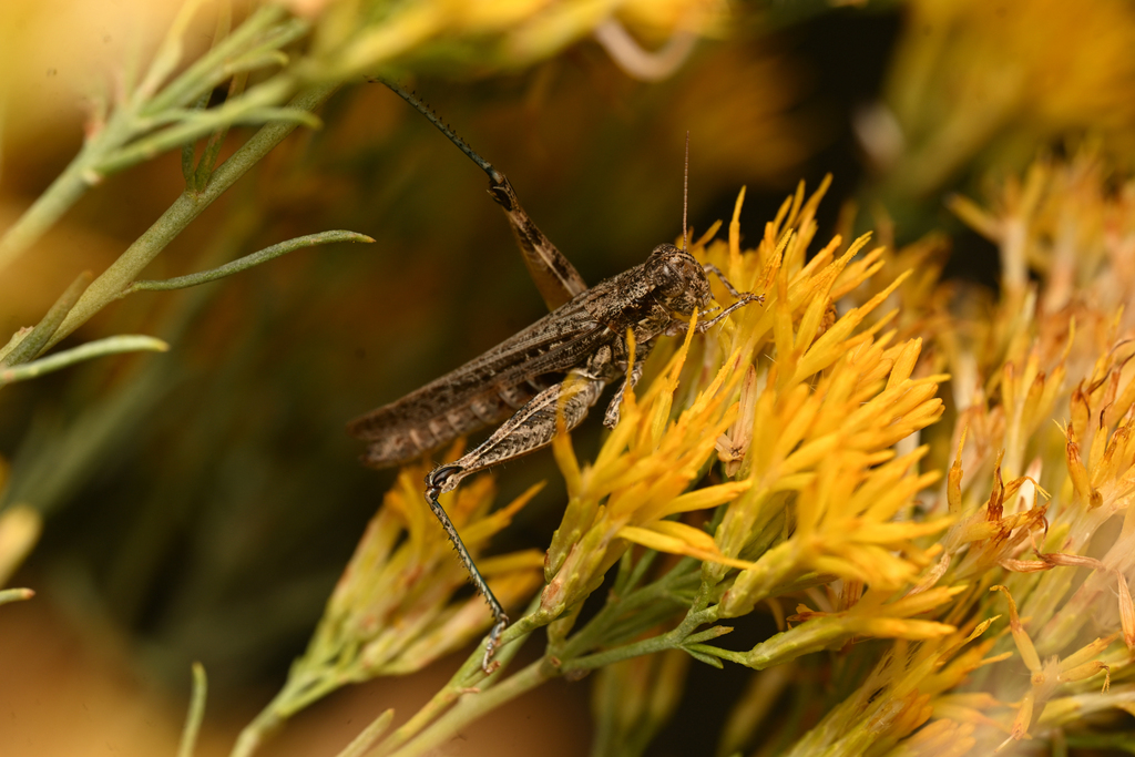 Melanoplus cinereus dealbatus