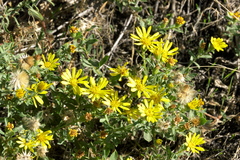 Heterotheca hirsuta