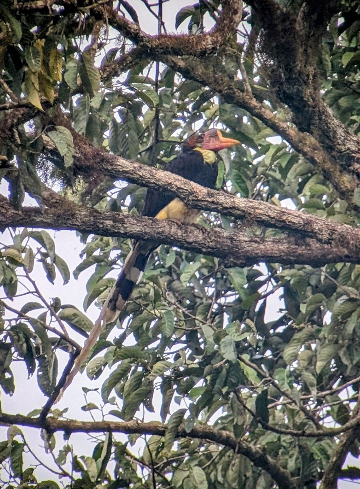 Helmeted Hornbill (Rhinoplax vigil), photo 1