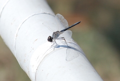 Selysiothemis nigra