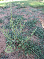 Amaranthus palmeri