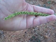 Amaranthus palmeri