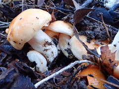 Hygrophorus subsalmonius