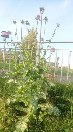 Наблюдение на iNaturalist