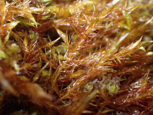 Warnstorfia Moss (Sarmentypnum exannulatum)