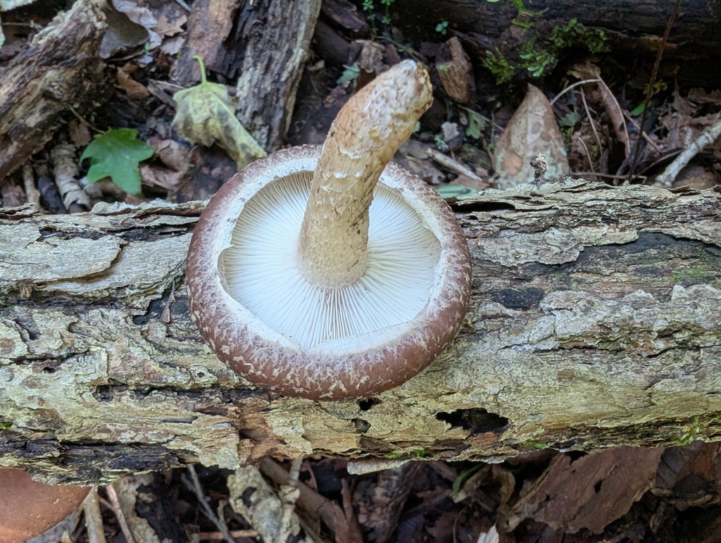 Lentinula edodes · September 2025 · photo: © atsushi_nakajima_cirque (iNaturalist, cc-by)