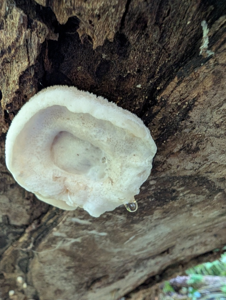 Gloeostereum incarnatum · September 2025 · photo: © atsushi_nakajima_cirque (iNaturalist, cc-by)