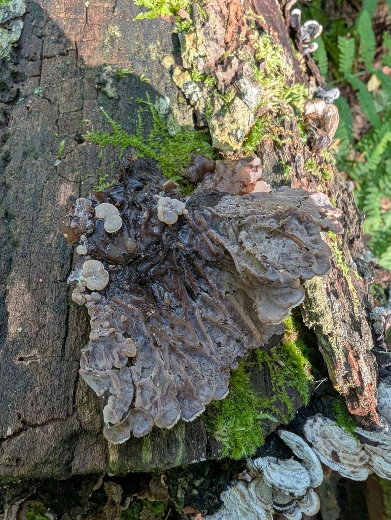 Auricularia mesenterica · September 2025 · photo: © atsushi_nakajima_cirque (iNaturalist, cc-by)