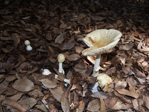 Amanita orientigemmata