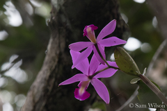 Cattleya violacea