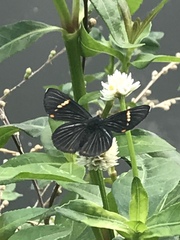 Riodina lycisca