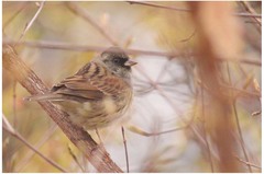 Emberiza spodocephala
