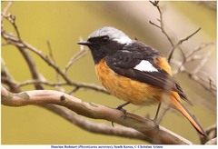 Phoenicurus auroreus