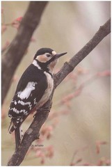 Dendrocopos major
