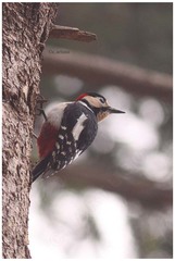 Dendrocopos major