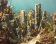 Callyspongia aculeata