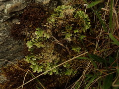 Pseudocyphellaria corbettii