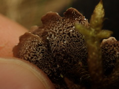 Pseudocyphellaria corbettii