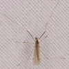 Gonomyia alexanderi - Photo (c) Kyle Warnecke, some rights reserved (CC BY-NC), uploaded by Kyle Warnecke