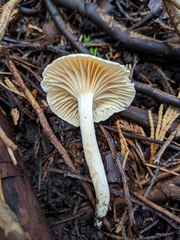 Hygrophorus graveolens