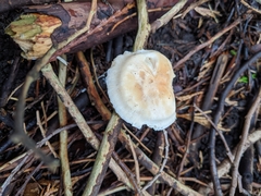 Hygrophorus graveolens