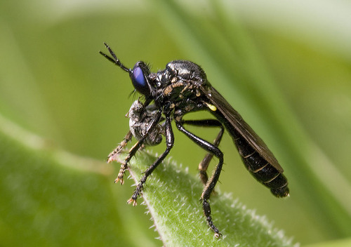 Dioctria arthritica
