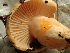 Hygrophorus subsalmonius