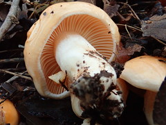 Hygrophorus subsalmonius