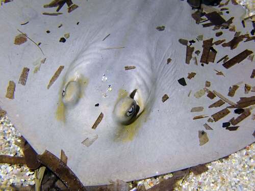 Dasyatis pastinaca