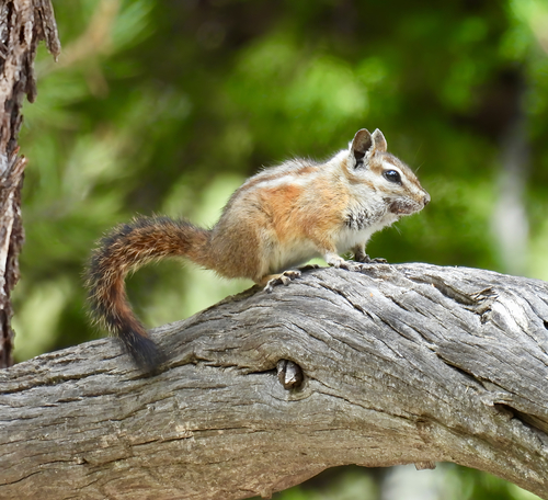 Palmer's Chipmunk observed by twiczer