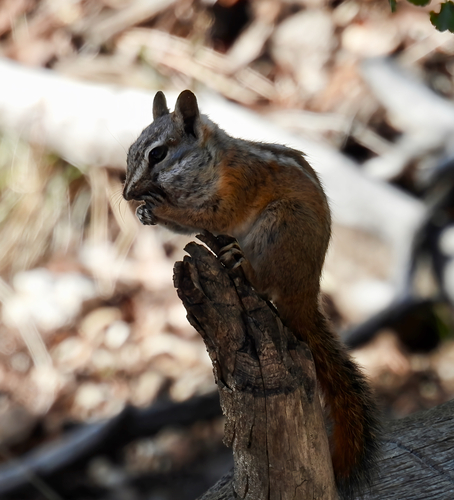 Palmer's Chipmunk observed by twiczer