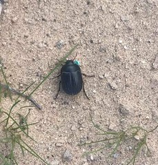 Eusattus reticulatus