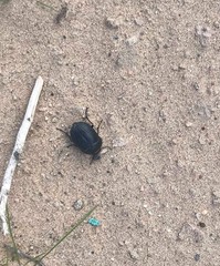 Eusattus reticulatus