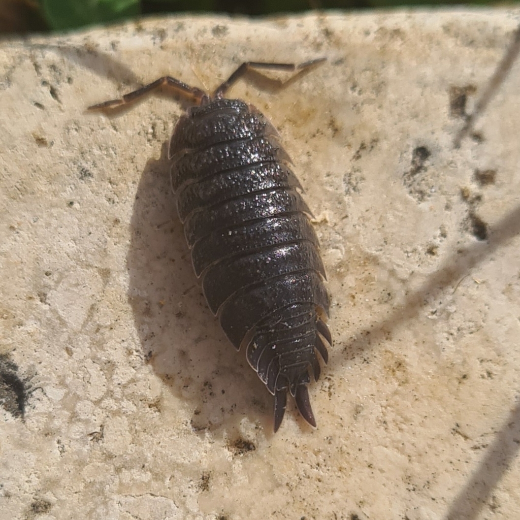 Long-tailed Scabby