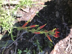 Castilleja integrifolia