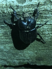 Phileurini