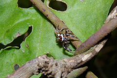 Chira gounellei