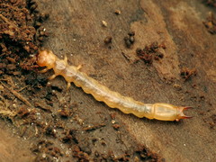 Dendroides canadensis