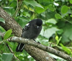 Melaniparus niger niger