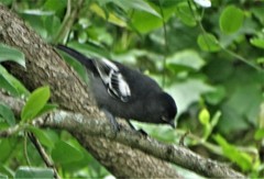 Melaniparus niger niger