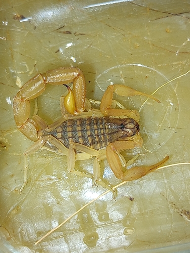 Mediterranean Checkered Scorpion