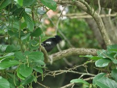 Melaniparus niger niger