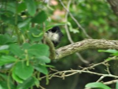 Melaniparus niger niger