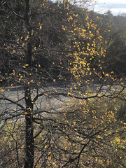 Ulmus crassifolia