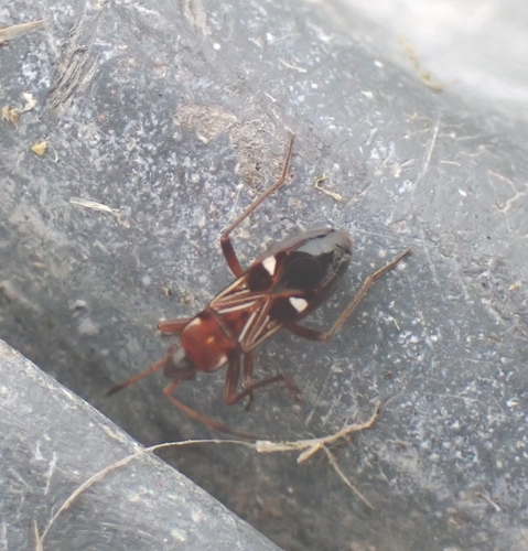 Uhleriola floralis