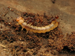 Dendroides canadensis